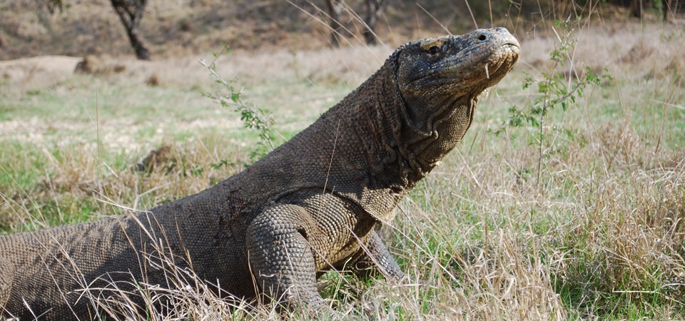 Komodo & The Rinca Trails