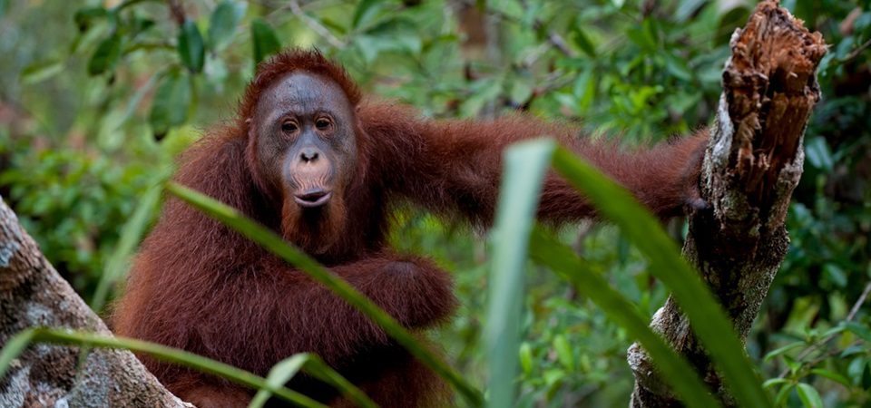 The Wild Wonders of North Sumatra