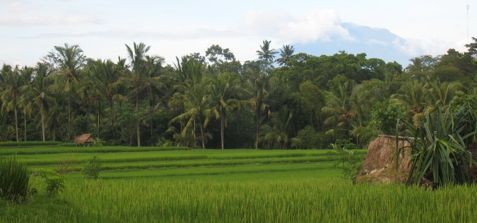 Overland From North Bali to Ubud