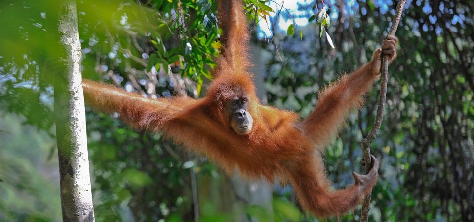 Overland from North to West Sumatra