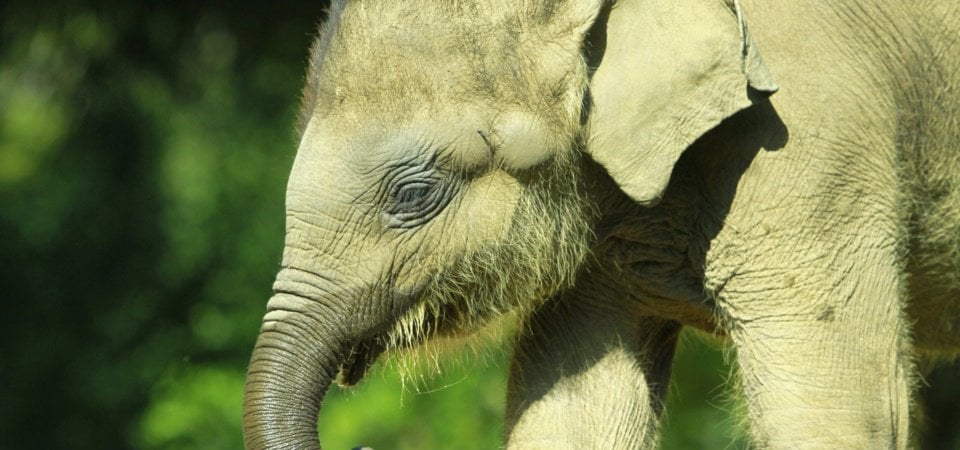 Overland from North to West Sumatra