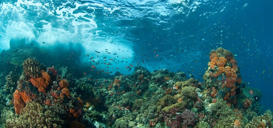 Siladen Island Escape - Bunaken