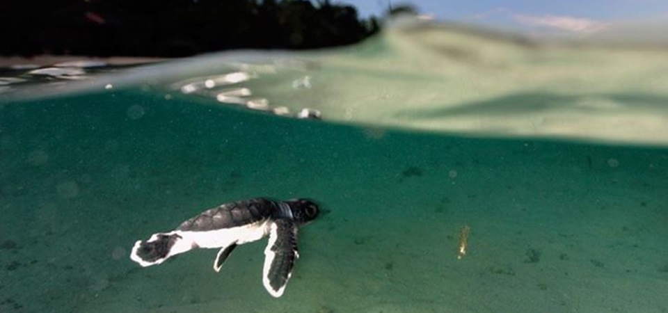 Siladen Island Escape - Bunaken