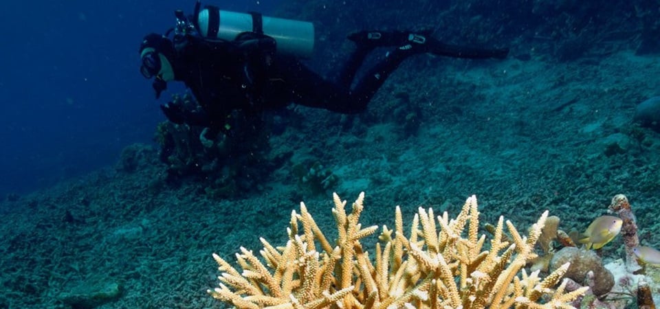 Siladen Island Escape - Bunaken