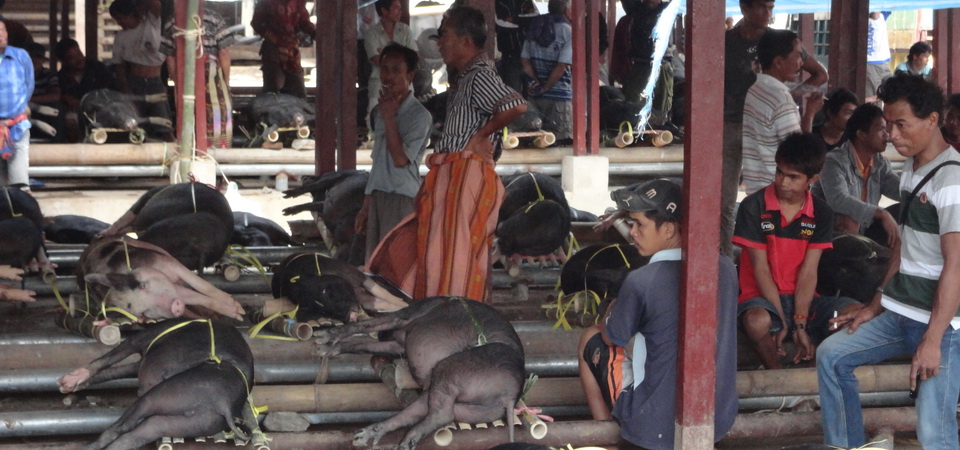 South Sulawesi: Toraja Discovery