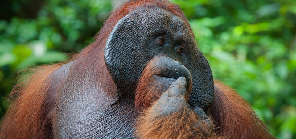 Trekking - Trailing the Sumatran Orangutan