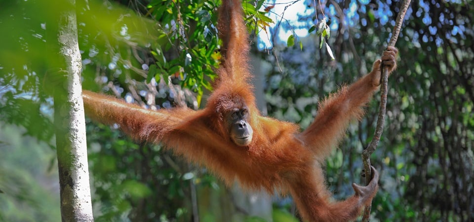 Trekking - Trailing the Sumatran Orangutan