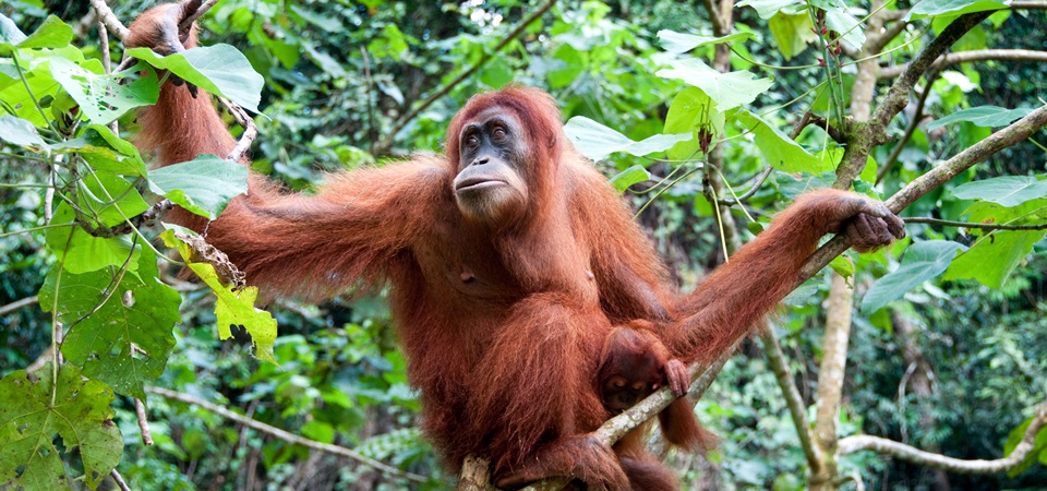 Trekking - Trailing the Sumatran Orangutan