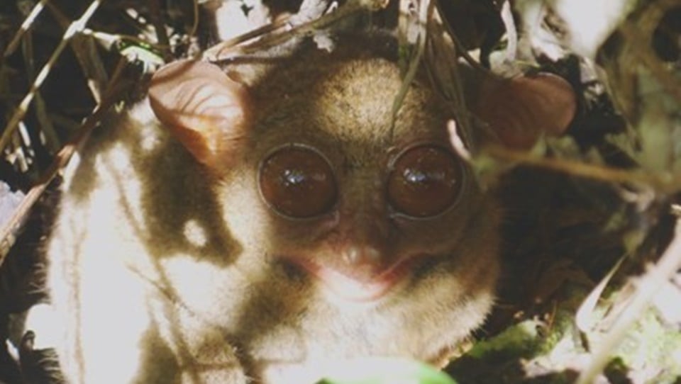 Trekking North Sulawesi Volcano & Tangkoko National Park