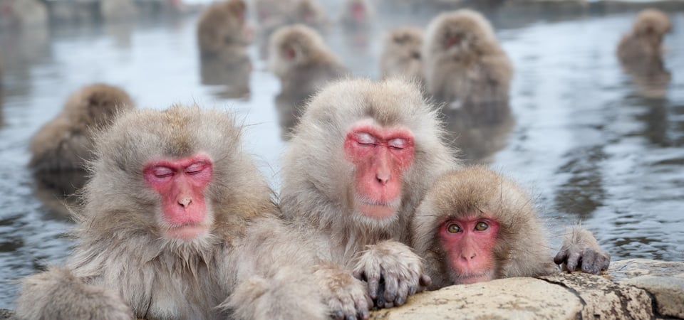 Onsen and Monkeys