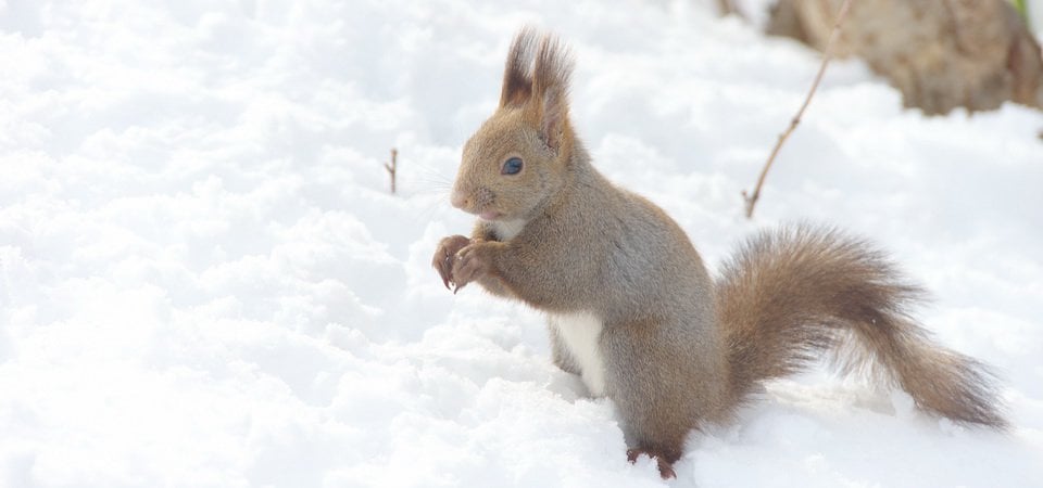 Powder Snow in Niseko