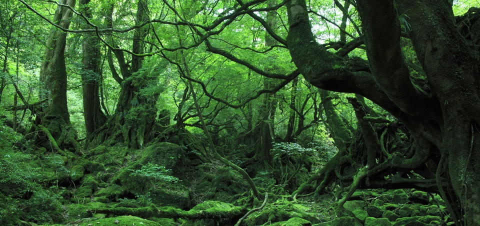 Yakushima Outdoor Adventure