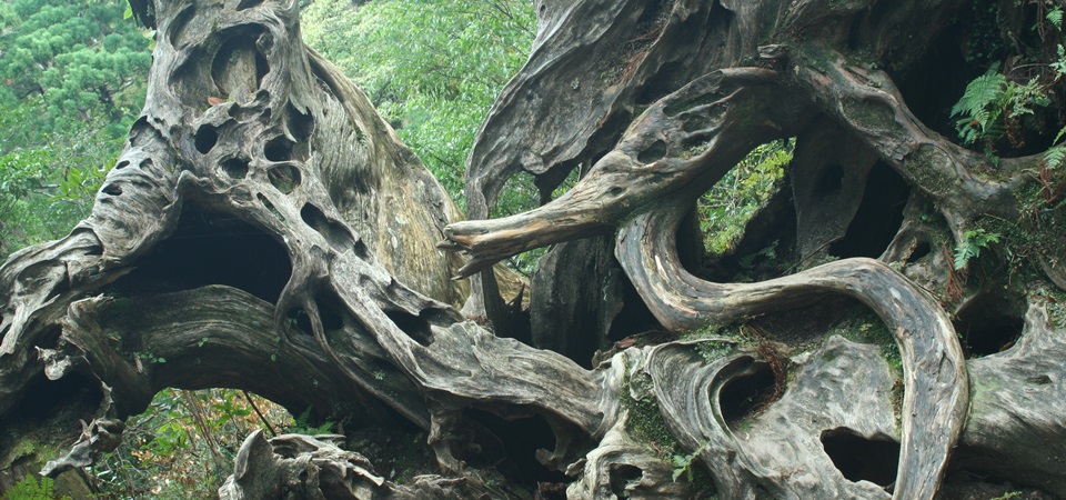Yakushima Outdoor Adventure