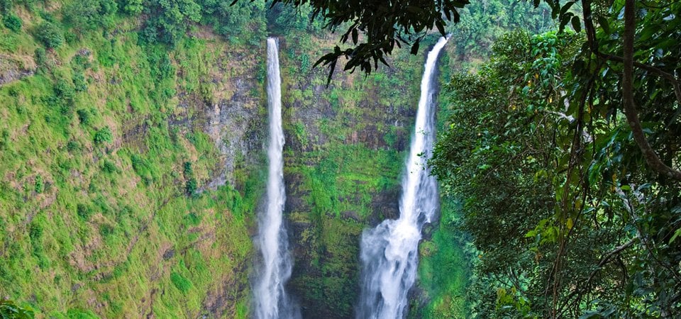 Image of Tree Top Expedition In The South
