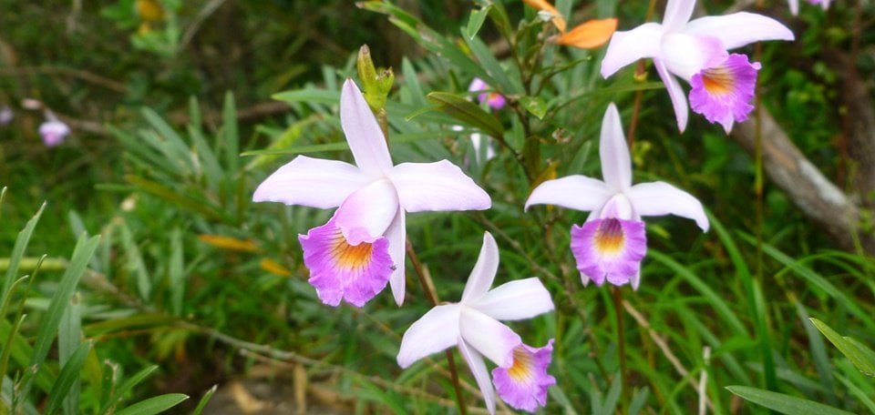 Multisport - Central Laos Explorer