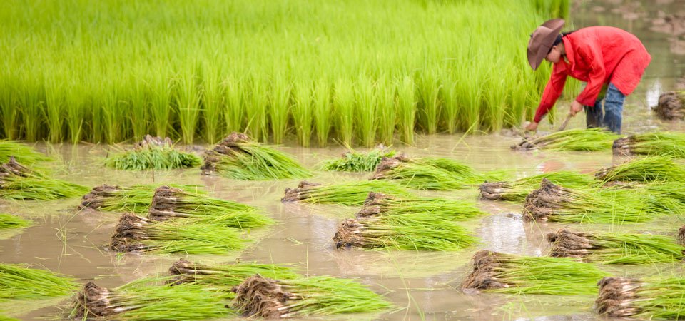 Laos Green Travel Zone