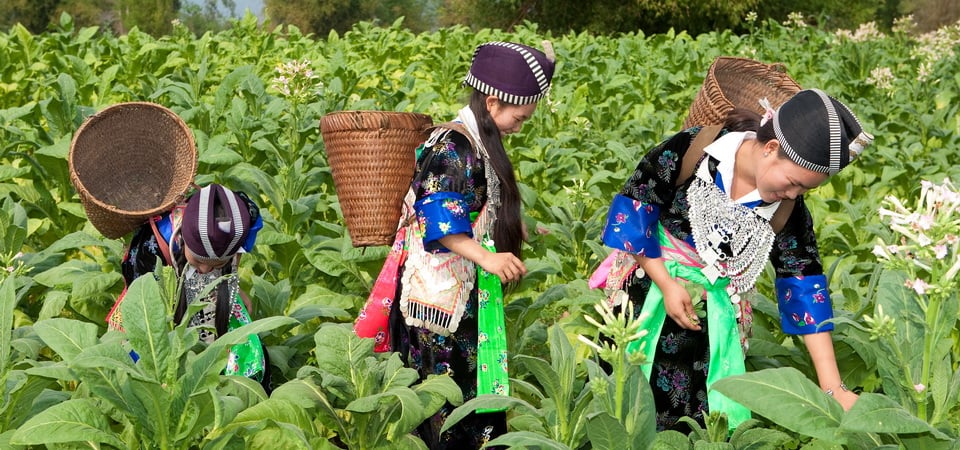 Phongsaly Loop In the Depth