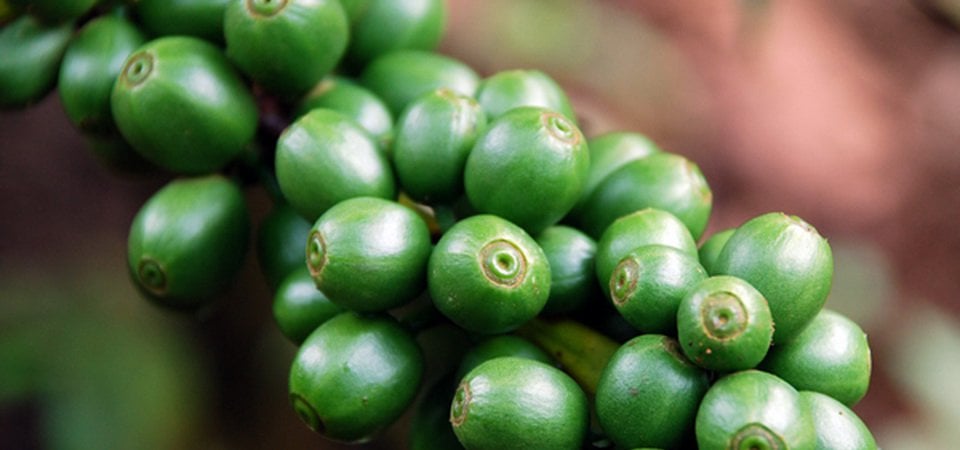 Treasures of Southern Laos