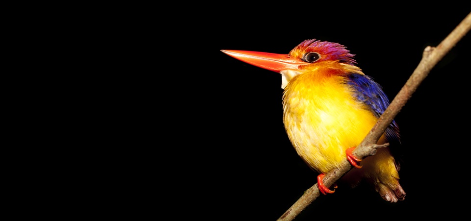 Convening with Nature ( The Classic Midlife-Moon )