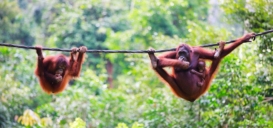 Convening with Nature ( The Classic Midlife-Moon )