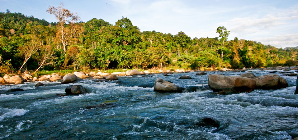 Cuisine, Homestay and Jungles - Northern Malaysia