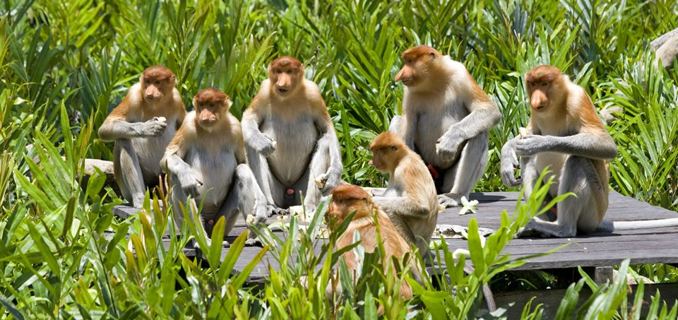 The Comfortable Naturalist Multi Day Sabah