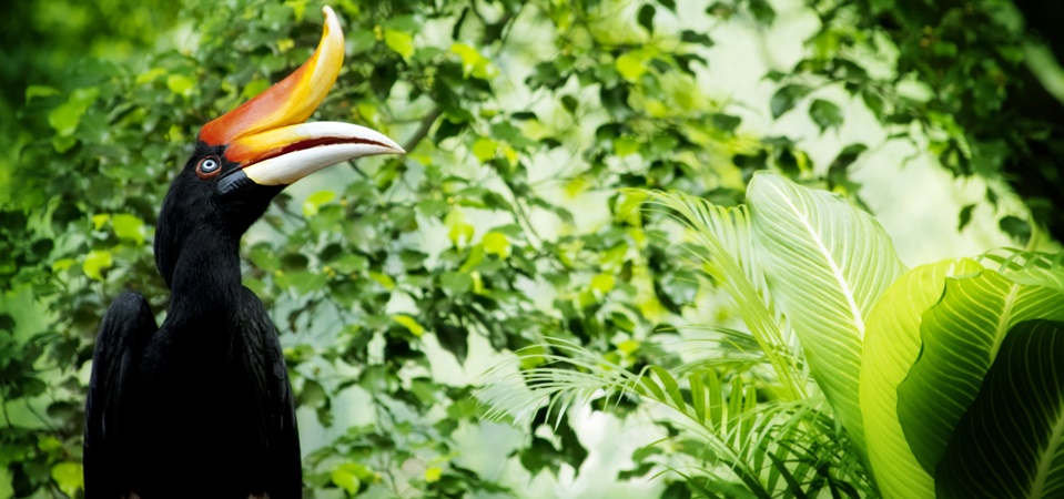 The Comfortable Naturalist Multi Day Sabah