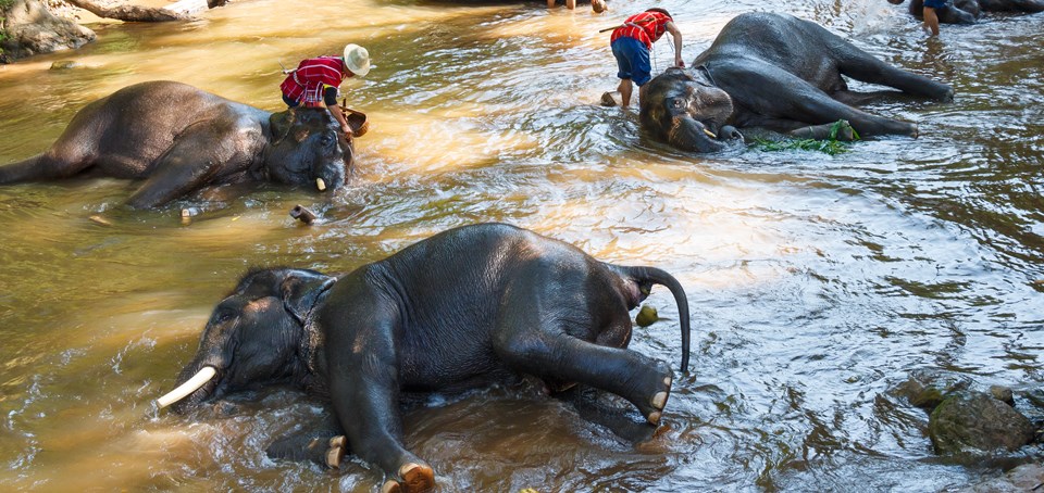 Anurak Community Lodge Beach & Rainforest Natural Safari
