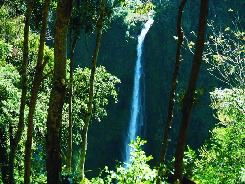 Trekking the NEPL Cloud Forest Challenge