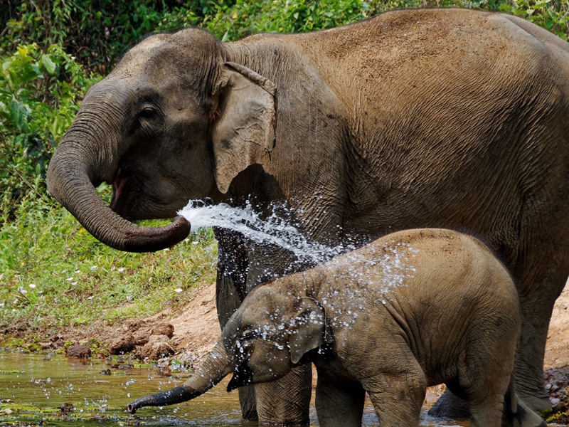 Elephant Conservation Discovery