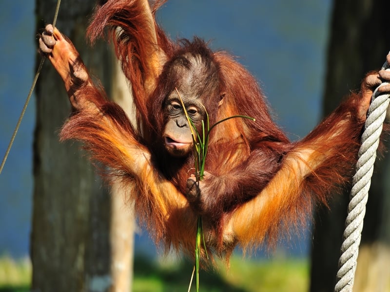 Kalimantan Orangutan Explorer