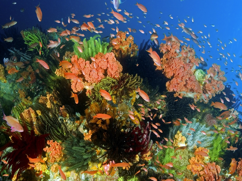 Komodo & Rinca by Local Boat