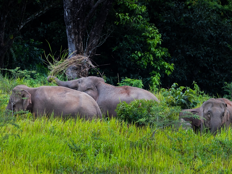 Southern Thailand Nature Wildlife