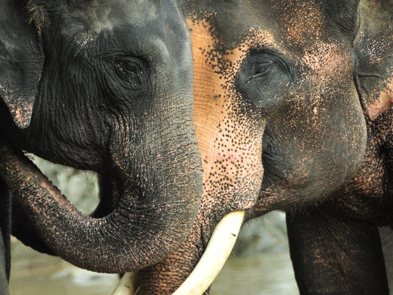 A Luxurious Mekong Journey Across Thailand & Laos