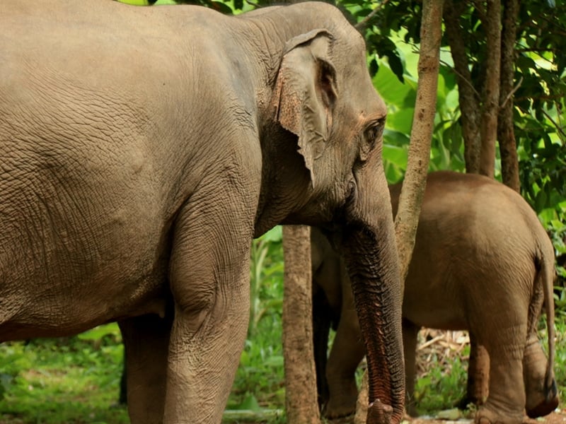 Sayaboury Elephant Trail