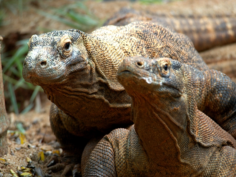 Komodo & Rinca by Local Boat