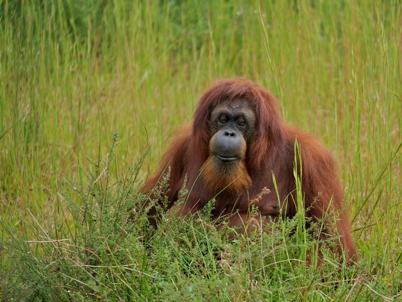 Kalimantan Orangutan Explorer
