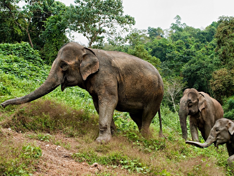 Elephant Conservation Discovery