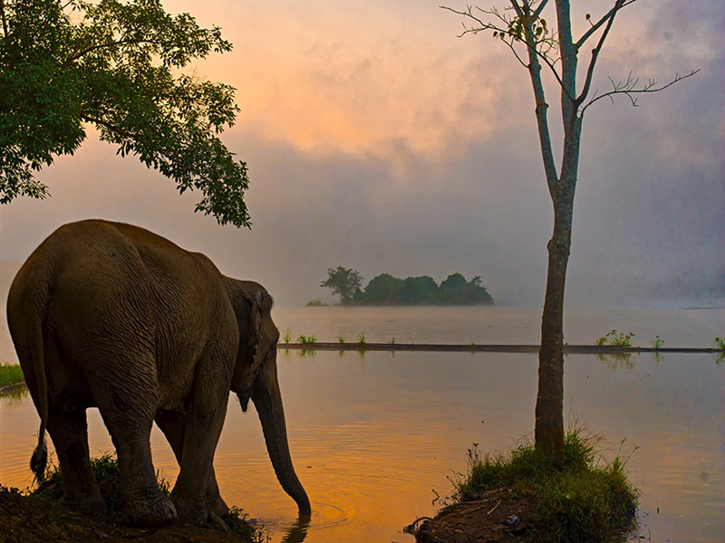 Sayaboury Elephant Trail