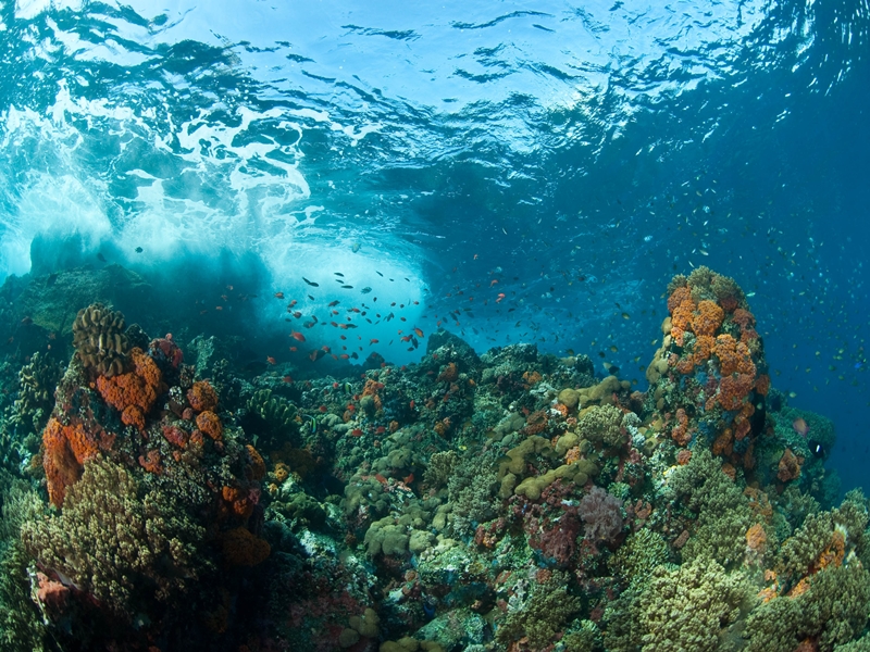 Komodo & Rinca by Local Boat