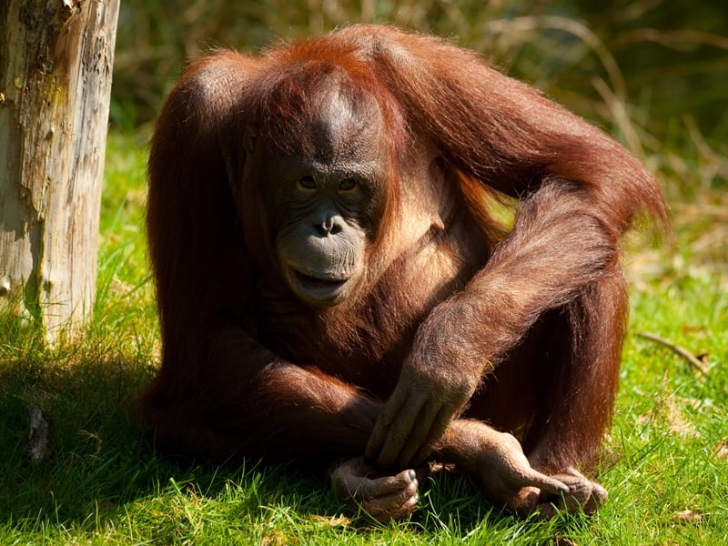 Kalimantan Orangutan Explorer