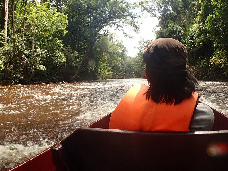 Taman Negara Rainforest Explorer