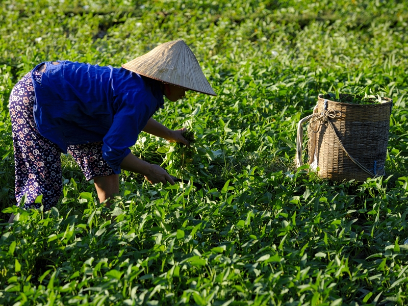 Puluong – Ninh Binh – Halong