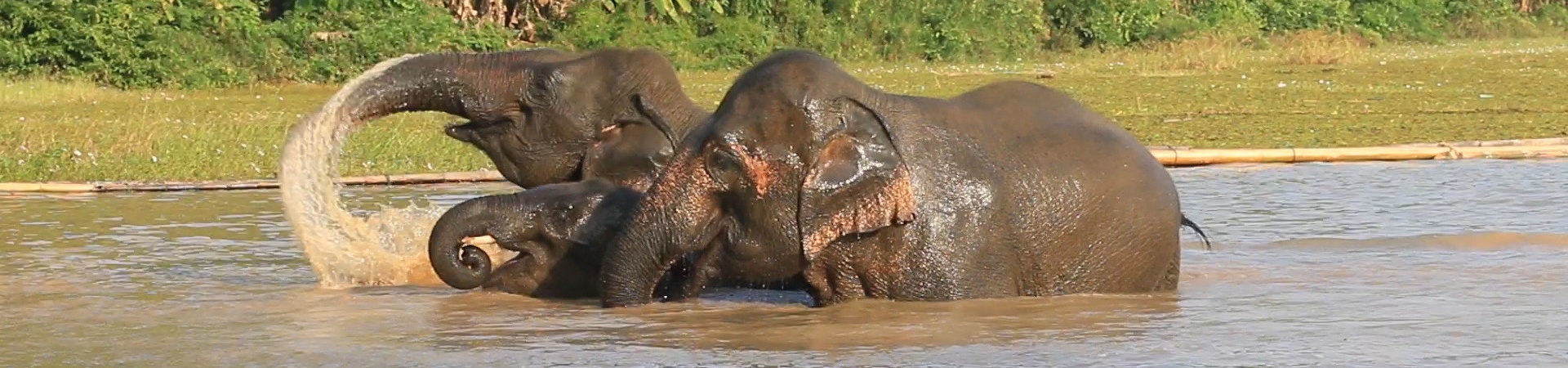 Elephant Conservation Discovery