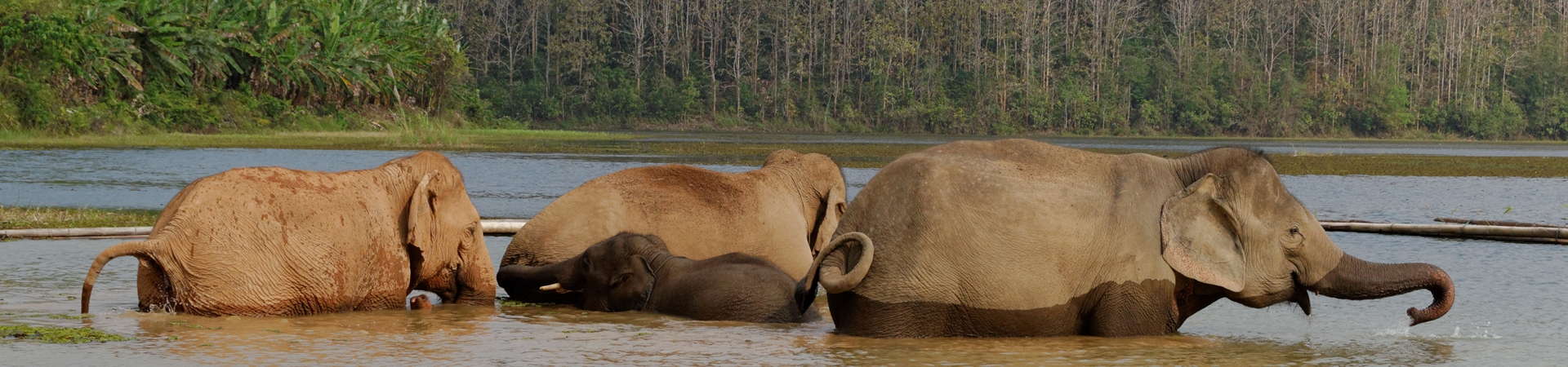 Sayaboury Elephant Trail