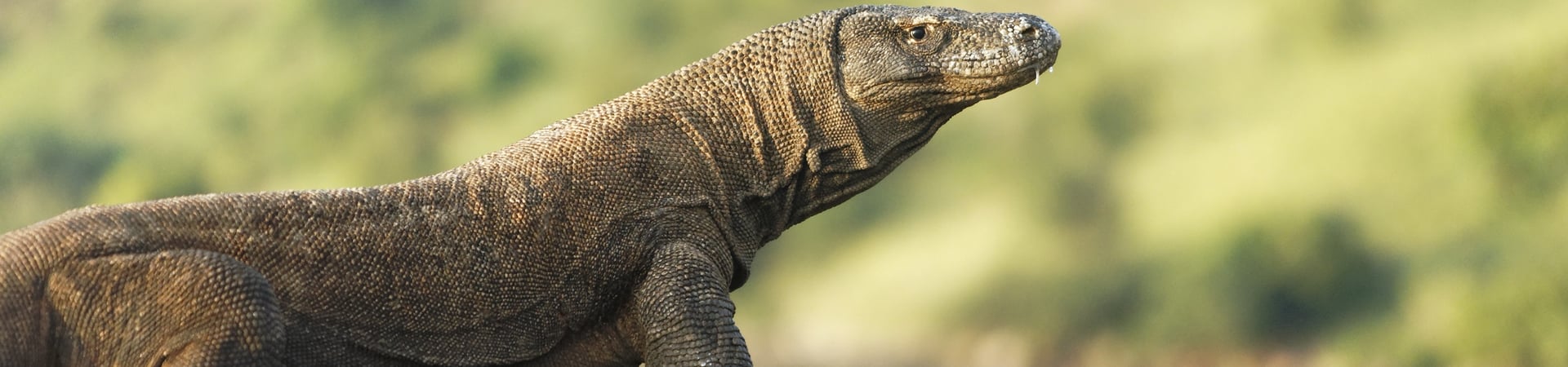 Komodo & Rinca by Local Boat