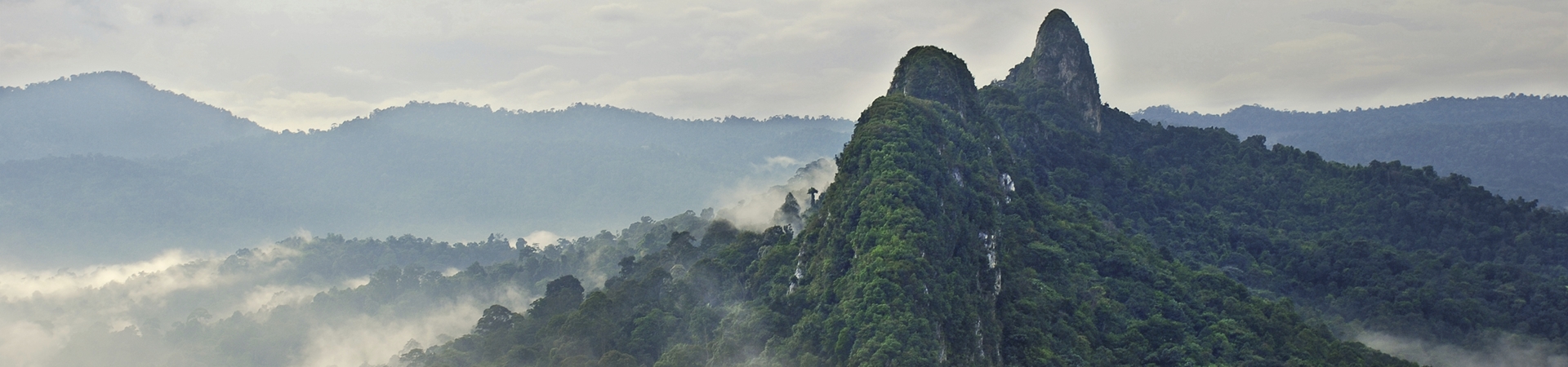 Taman Negara Rainforest Explorer