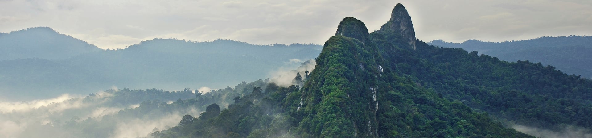 Image of Taman Negara Rainforest Explorer