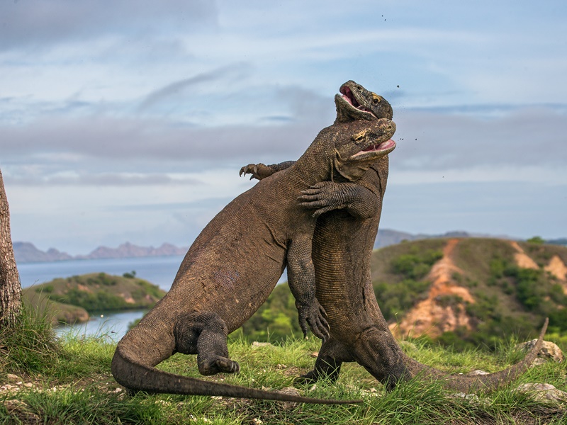 Bali To Komodo Explorer on Aqua Blu