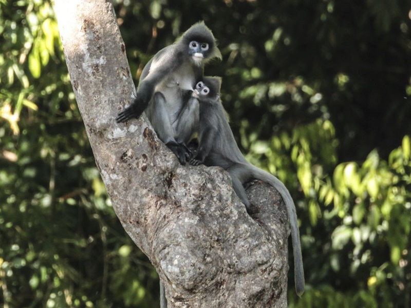 Gibbons of Northern Laos